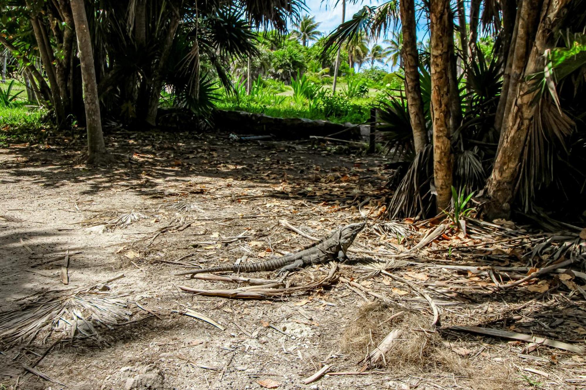 Miraluna B223 At Luum Zama Tulum Exterior foto